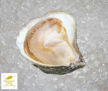 Flat Oyster - Belon