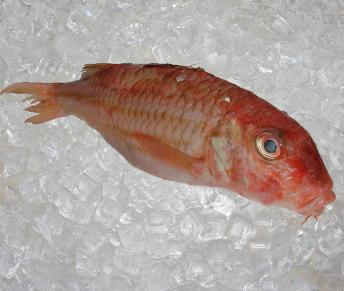 Red Mullet 