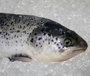 Salmon - Superior