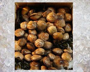 Sea Almond - Amande de Mer
